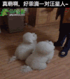 狗狗 站立 可爱 萌