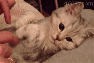 小猫 爪子 冰雪奇缘 可爱的 动物