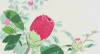 花朵 绽放 过程 唯美