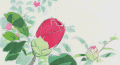 花朵 绽放 过程 唯美
