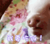 soogif soogif出品 我要吃饭 饿了