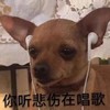 萌宠 汪星人 你听悲伤在唱歌 苦涩 搞怪 呆萌