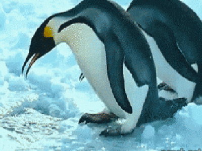 搞笑 萌宠爱搞笑 企鹅 冰雪 摔倒