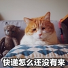 萌宠 猫星人 快递怎么还没来 搞怪 逗