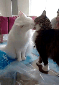 喵星人 亮点 搞笑 猫咪 萌宠 可爱
