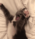 猫咪 可爱 萌宠 喵星人