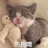 萌宠 猫星人 抱抱 安慰 呆萌 可爱