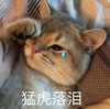 猫咪 流泪 爪子 猛虎落泪
