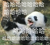萌宠 熊猫 哈哈哈 开心 呆萌 可爱