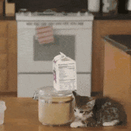 猫咪 牛奶 桌子 塑料盒