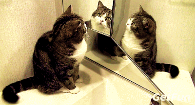 猫咪 照镜子 摇尾巴 可爱