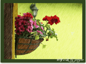 下雨 花朵 漂亮 窗户