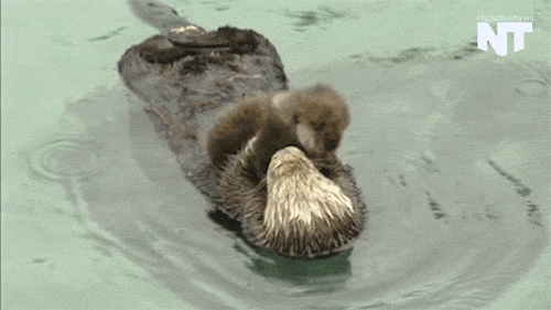 水獭 幼崽 安逸 浮 otter