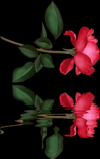 红色 倒影 水波纹 玫瑰