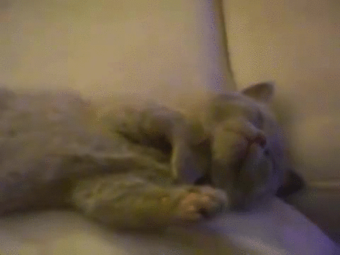 小奶猫 萌 睡觉 抚摸 抗拒 sleepy