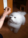 狗狗 可爱 吃货 手指