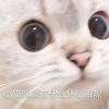 萌宠 猫星人 小猫咪能有什么坏心眼 无奈 呆萌 可爱