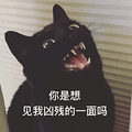 萌宠 猫咪 猫 喵星人 你是想见我凶残的一面吗 生气