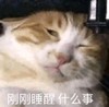 萌宠 喵星人 刚刚睡醒 什么事 搞怪 逗