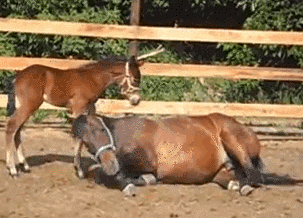 动物 马儿 搞笑 可爱