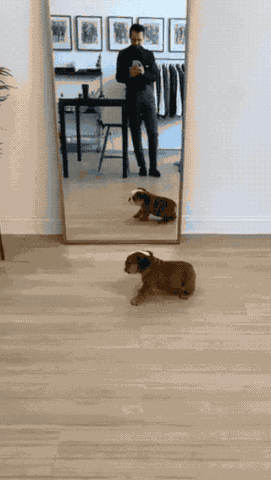 狗狗 照镜子 后退 跑开