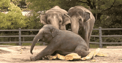 动物 大象 可爱 呆萌