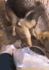 萌宠 狗狗 二哈 吃东西