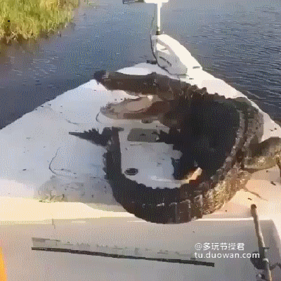 鳄鱼 上船 扔下河 得瑟