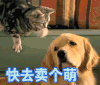狗 汪星人 猫 喵星人 快去卖个萌