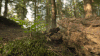树 trees nature 阳光