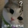 萌宠 猫星人 我咋还没被气死 无奈 呆萌 可爱