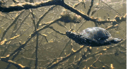 乌龟 多瑙河-欧洲的亚马逊 游泳 纪录片 自在