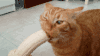 猫 可爱 萌宠 喵星人 猫咪 搞笑