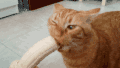 猫 可爱 萌宠 喵星人 猫咪 搞笑