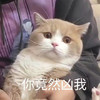 萌宠 猫星人 你竟然凶我 生气 搞怪 呆萌