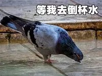 动物 鸽子 等我去倒杯水 开心 搞怪 逗