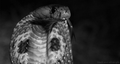 蛇 动物  黑色和白色    恐怖
