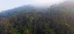 丛林 地球脉动 纪录片 茂密 风景