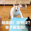 萌宠 猫咪 猫 喵星人 敲你吗 生气 斗图