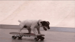 滑板 skateboarding 成精 无师自通 会玩 狗精