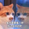 萌宠 喵星人 贫穷的脸 我太难了 搞怪 逗