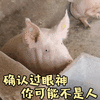猪 确认 眼神 不是人