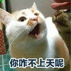 萌宠 喵星人 你咋不上天呢 你厉害 搞怪 逗