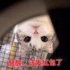 萌宠 猫星人 醒醒 该发红包了 呆萌 可爱