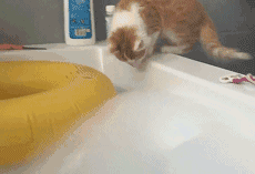 猫咪 浴缸 洗个澡 落荒逃跑