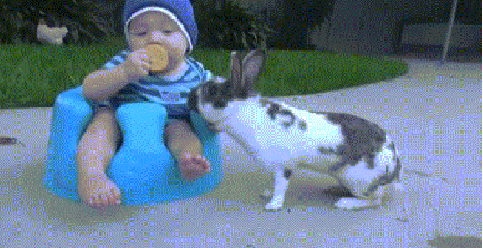 小兔子 逃跑 小宝 我抢