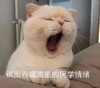 萌宠 喵星人 一学习我就想睡觉 厌学情绪 憨憨 呆萌