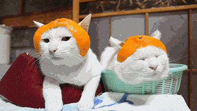橙子 猫 可爱  食物 水果