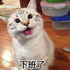 萌宠 猫星人 下班了 开心 搞怪 逗