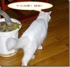 猫咪 搞笑 斗图 什么动静？蟑螂